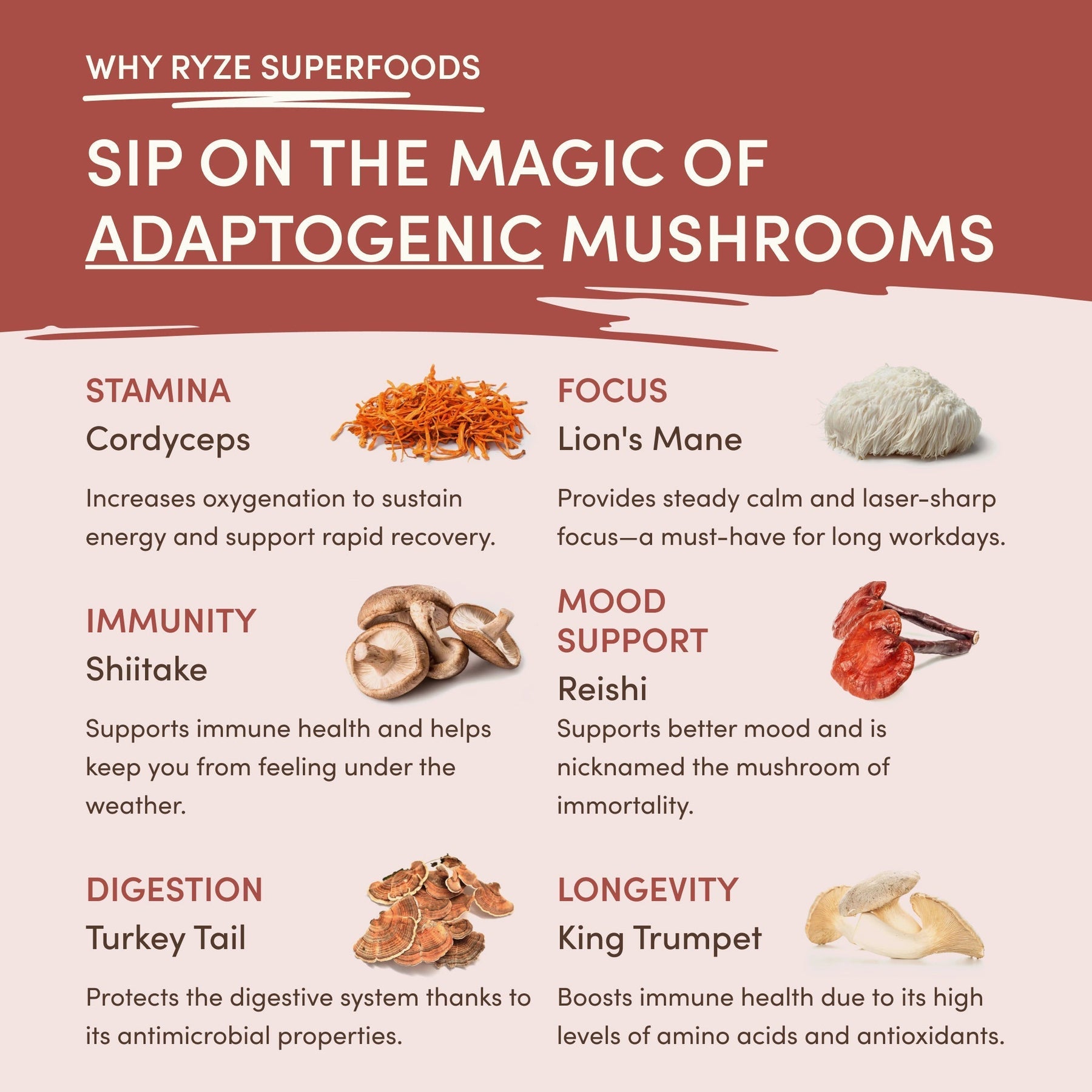 Mushroom Chicory - Choice 108