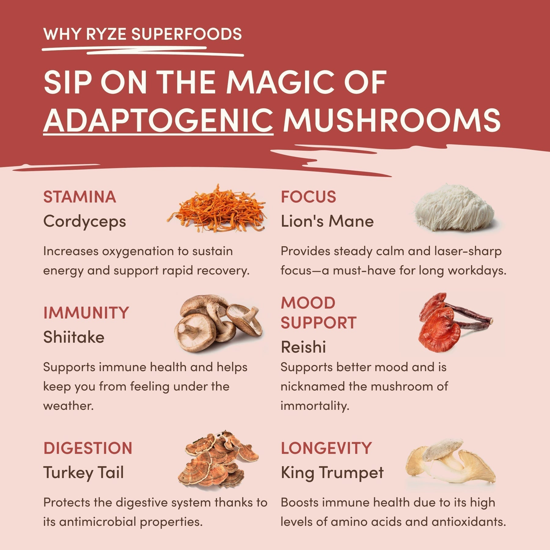 Mushroom Chai - Choice 871